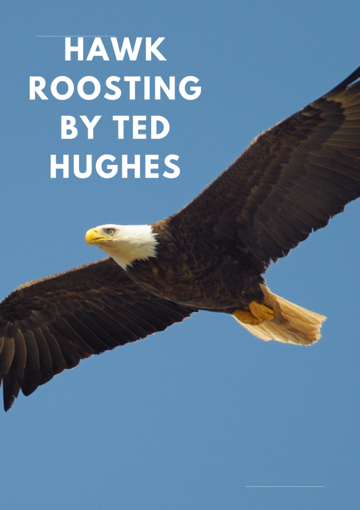 Summary of Hawk Roosting By Ted Hughes